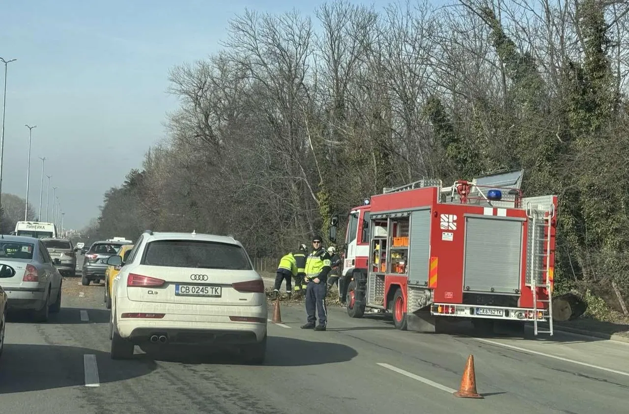 Дърво падна на Цариградско шосе в близост до резиденция Врана